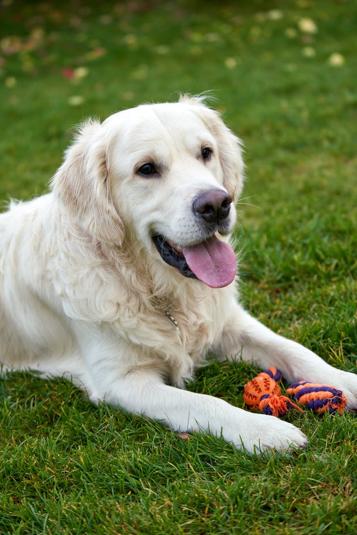 Cheerful golden retriever lying on grass with a colorful toy, enjoying a sunny day outdoors.