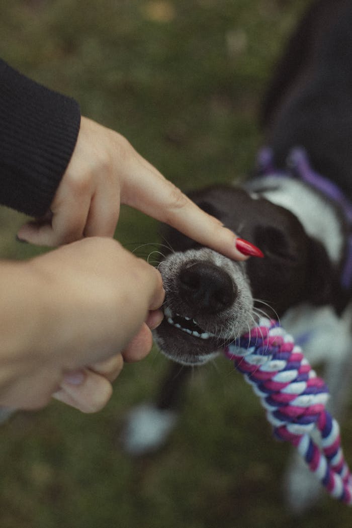 services-01 A close-up shot of a dog playfully tugging a colorful rope toy with a person.