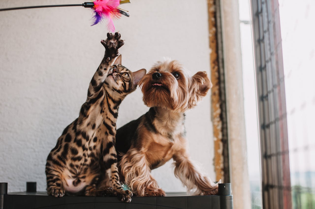 services-04 A Bengal cat and Yorkshire Terrier playfully reach for a feathered toy indoors.