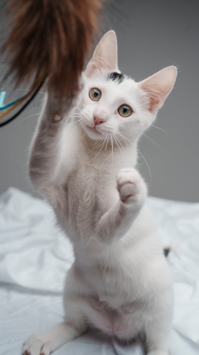services-03 Adorable white kitten playfully reaching for a dangling toy indoors.
