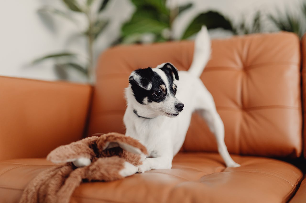 services-bg Adorable small dog playing with a plush toy on a stylish leather sofa indoors.