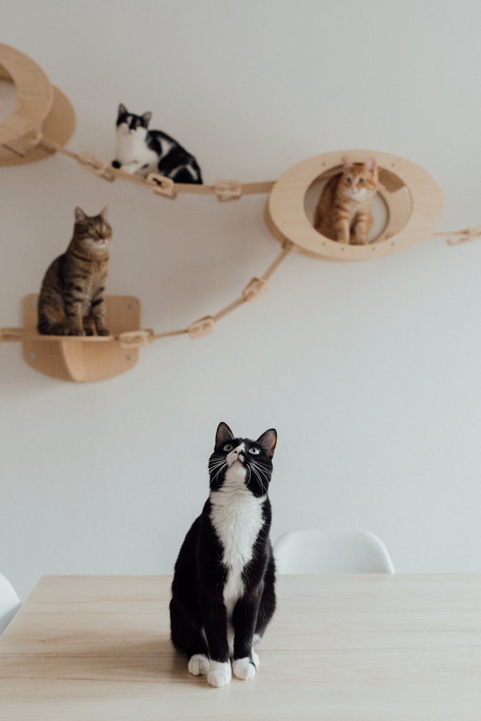 services-02 Four cats enjoying a creative wall playground in a cozy indoor setting.